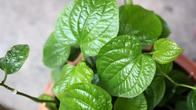 10 Penyakit yang tersebut mana Dapat Disembuhkan dengan Daun Sirih, dari Sembelit hingga Sakit Kepala