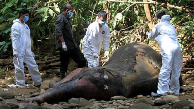 Empat Satwa Kunci Penting Penting Aceh Terancam Deforestasi
